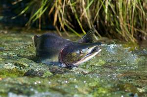 Michael Penn / Juneau Empire File
A male pink salmon fights its way up stream to spawn in a Southeast Alaska stream in August 2010. A recent report out of Washington state details a dire situation for the states salmon. Advocates in Alaska say the report offers a warning to Alaska about salmon-safe development.