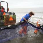 Lisa Gabriel, left, watches as beach seine nets are pulled from the waters of Cook Inlet at a test site for the gear near Kenai, Alaska, on Tuesday, July 30, 2024. (Jake Dye/Peninsula Clarion)
