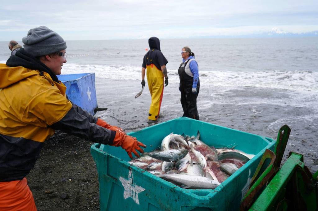 Salmon are collected at a test site for beach seine nets near Kenai, Alaska, on Tuesday, July 30, 2024. (Jake Dye/Peninsula Clarion)