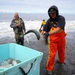 Salmon are collected at a test site for beach seine nets near Kenai, Alaska, on Tuesday, July 30, 2024. (Jake Dye/Peninsula Clarion)