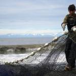 Beach seine nets are dragged back out into the waters of Cook Inlet at a test site near Kenai, Alaska, on Tuesday, July 30, 2024. (Jake Dye/Peninsula Clarion)