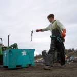 Salmon are collected at a test site for beach seine nets near Kenai, Alaska, on Tuesday, July 30, 2024. (Jake Dye/Peninsula Clarion)