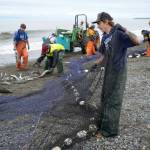 Salmon are rolled free of beach seine nets at a test site for the gear near Kenai, Alaska, on Tuesday, July 30, 2024. (Jake Dye/Peninsula Clarion)