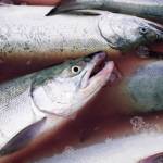 Salmon are collected at a test site for beach seine nets near Kenai, Alaska, on Tuesday, July 30, 2024. (Jake Dye/Peninsula Clarion)