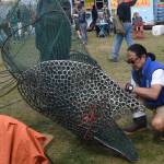 Cam Choy, the late associate professor of art at Kenai Peninsula College, works on a salmon sculpture in collaboration with the Kenai Watershed Forum during the Kenai River Festival at Soldotna Creek Park in Soldotna, Alaska on June 8, 2019. (Photo by Brian Mazurek/Peninsula Clarion)