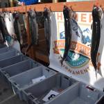 The top 10 king salmon are hung on hooks at the award announcements station during the 2025 Homer Winter King Salmon Tournament on Saturday, March 22, 2025, at the Deep Water Dock on the Homer Spit in Homer, Alaska. (Delcenia Cosman/Homer News)