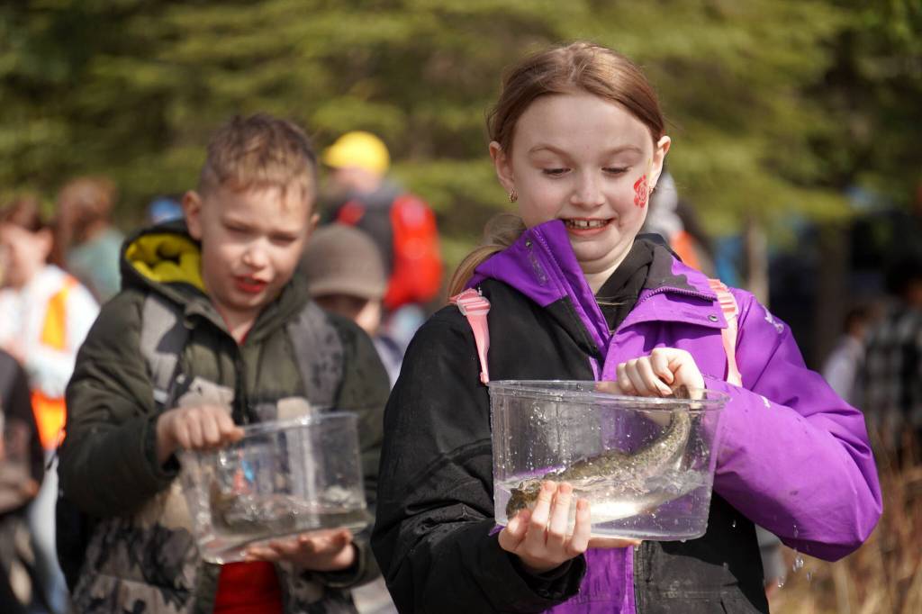 Students stock rainbow trout into Johnson Lake during Salmon Celebration, hosted by the Alaska Department of Fish and Game near Kasilof, Alaska, on Wednesday, May 7, 2025. (Jake Dye/Peninsula Clarion)