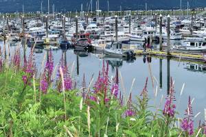 Fireweed blooms along the Homer Spit walking path by the Homer Harbor on Wednesday, Aug. 2, 2023 in Homer, Alaska. Photo by Christina Whiting