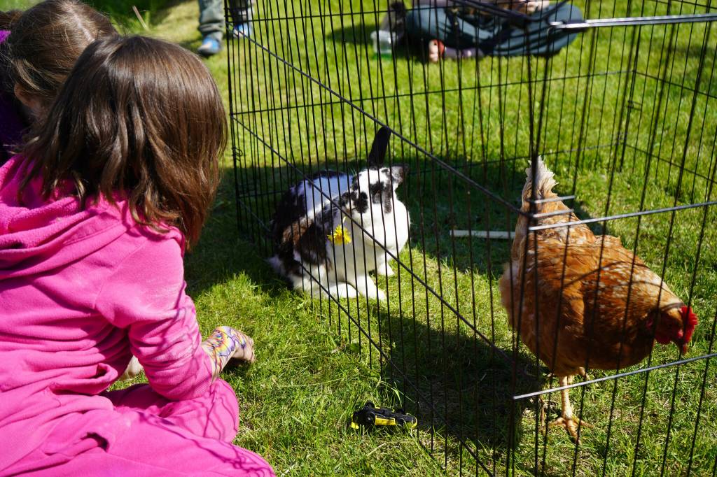 Children visit a petting zoo during Saturday Market at the Goods in Soldotna, Alaska, on Saturday, June 14, 2025. (Jake Dye/Peninsula Clarion)
