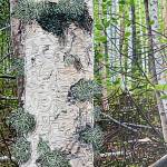 A painting of a birch tree by Gail Priday is on display through July 2025 in a collaborative exhibit with potter Jeff Szarzi at Bunnell Street Arts Center in Homer, Alaska. Photo provided by Bunnell Street Arts Center