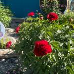 Peonies bloom on Friday, July 4, 2024, in the garden beside Cosmic Kitchen on Pioneer Avenue in Homer, Alaska. Photo by Christina Whiting