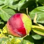 A red peony begins to bloom on Saturday, July 5, 2025, in the public gardens in front of WKFL Park on Pioneer Avenue in Homer, Alaska. Photo by Christina Whiting