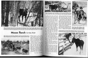 In September 1946, the Alaska Sportsman Magazine published Moose Ranch, an article by Mamie Niska Elwell. The story describes Steve Melchiors moose-ranching operation from the 1920s and features two photographs of Melchior.