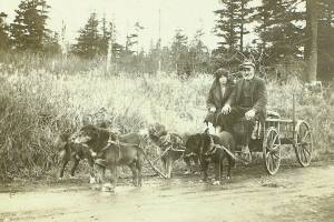 Having a ready team of work dogs made longer trips out of Seward more manageable for Steve Melchior. The woman accompanying him on the wagon is unidentified. (Photo courtesy of the Melchior Family Collection)