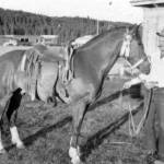 Joe Faa, with his horse circa the early 1960s, bought Soldotna homestead land from Howard Lee. That land included the large gravel pit at which the administration building for the Kenai Peninsula Borough was later built. (Photo courtesy of the KPC historical archive)