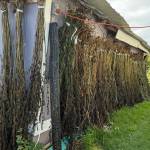 Bundles of nettles hang to dry around the center pole from last years Burning Basket on Monday, Aug. 25, 2025. The nettle bundles will aid in the construction of this years basket. (Chloe Pleznac/Homer News)