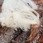 Hair ice grows from the forest floor in Fairbanks, Alaska. Photo courtesy of Ned Rozell