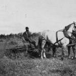 This photo from the 1903 U.S. Department of Agriculture report on Alaska agricultural experiment stations shows the raking of grain on a Kenai Station field.