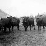 Photo from a circa 1906-07 U.S. Department of Agriculture report on Alaskas agricultural experiment stations
Hardy Galloway cattle, from Scotland, were transplanted to the agricultural experiment station at Kenai in 1906. The Kenai Stations main quarters can be seen in the background.