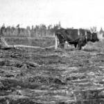 In his 1903 report to the U.S. Department of Agriculture, Prof. Charles Christian Georgeson included this photograph of efforts to break recently cleared ground at Kenais agricultural experiment station. The man behind the bull was either station superintendent Hans P. Nielsen or his assistant Pontus H. Ross.
