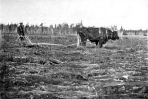 In his 1903 report to the U.S. Department of Agriculture, Prof. Charles Christian Georgeson included this photograph of efforts to break recently cleared ground at Kenais agricultural experiment station. The man behind the bull was either station superintendent Hans P. Nielsen or his assistant Pontus H. Ross.