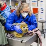The Alaska SeaLife Center in Seward, Alaska, is rehabilitating a young male ringed seal, rescued from an oilfield on the North Slope on Dec. 17, 2025. Photo courtesy Kaiti Grant/Alaska SeaLife Center