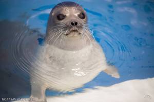 A young male ringed seal, rescued from an oilfield in Alaskas Beaufort Sea on Dec. 17, 2025, is receiving care at the Alaska SeaLife Center in Seward, Alaska. Photo courtesy Kaiti Grant/Alaska SeaLife Center