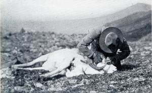 This image is the only confirmed photograph of guide Ben Swesey discovered by the author. The photo, from John P. Holmans 1933 hunting memoir, Sheep and Bear Trails, shows Swesey working to remove the cape from a Dall sheep ram shot by Holman in 1917.