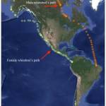 This graphic shows the divergent migration paths of a mated pair of whimbrels, shorebirds that migrate from South America to Alaska and back. Illustration courtesy Dan Ruthrauff